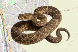 לוכדים מורשים בגבעת עדה - נמרוד לזר