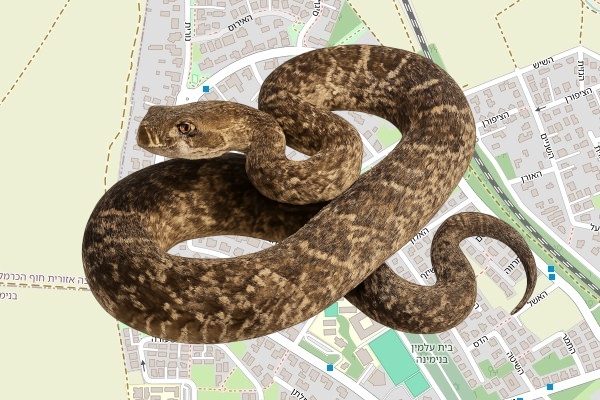 גילעד קורץ