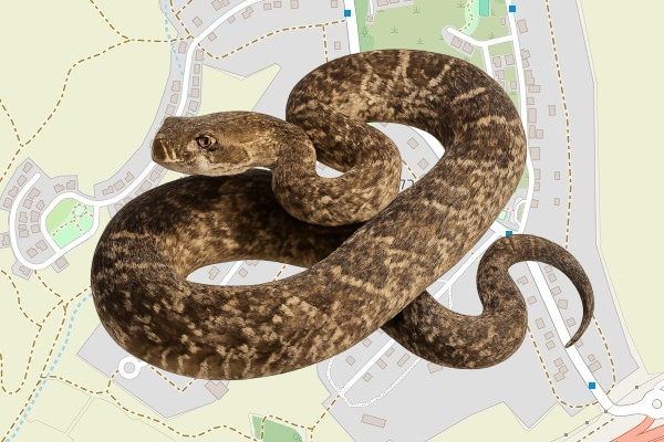 אושרי יעקב