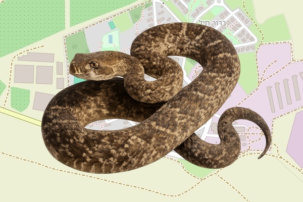 אלון זילברבוש