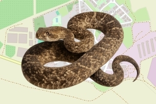 לוכד נחשים בהיתר בקיבוץ ברור חיל - אלון זילברבוש