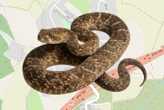 לוכד נחשים בהיתר בבת שלמה - אורן גואטה