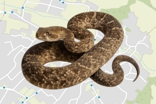 לוכד נחשים בהיתר בגוליס - חדר אבו נגם
