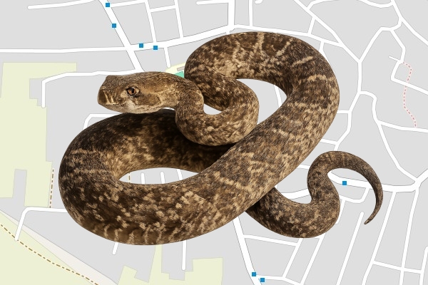 מוחמד ותד