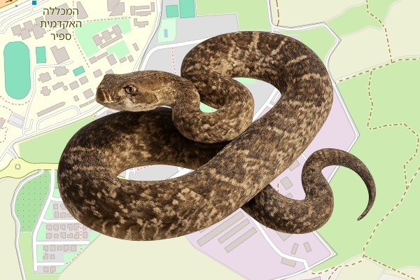 נתנאל אמויאל