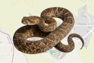 לוכד נחשים בהיתר בגבעון החדשה - משה לשם