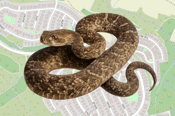 בני מאיר