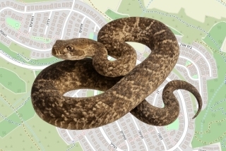 לוכדים מורשים בגבעת אלה - יורג איכברגר