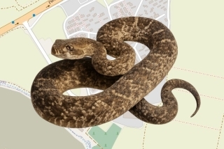 לוכד נחשים בהיתר בקיבוץ גבעת השלושה - גיא עמית