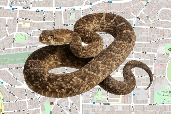 נועם תורגמן