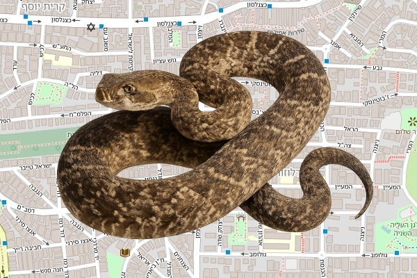 יותם בוסתן