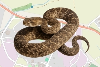 לוכדים מורשים בקיבוץ גבת - טל גולן