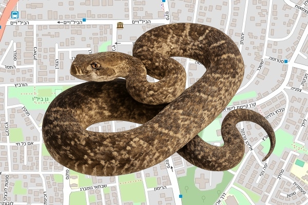 שמעון גוילי