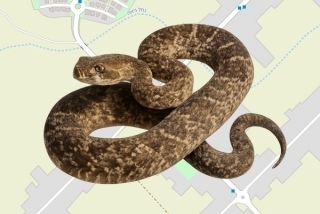 לוכדים מורשים במושב גיאה - אולי חי