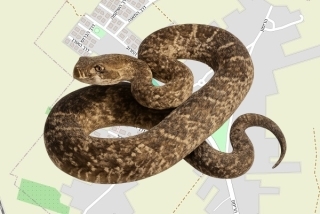 לוכד נחשים בהיתר בגינתון - עומר עדי