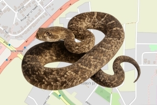 לוכדים מורשים בגן השומרון - אורי שפירא