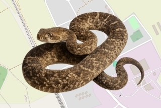 לוכדים מורשים בקיבוץ גן שמואל - אלעד צפוני