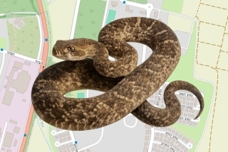לוכד נחשים בהיתר בקיבוץ גשר הזיו - מוטי סודאי