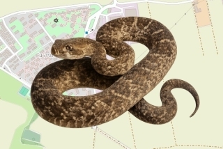 לוכדים מורשים בקיבוץ דגניה ב - רן ציון