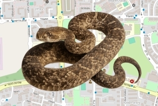 לוכד נחשים בהיתר בדימונה - אייל סרוסי