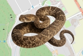 לוכד נחשים בהיתר בקיבוץ הזורע - דגן ארז