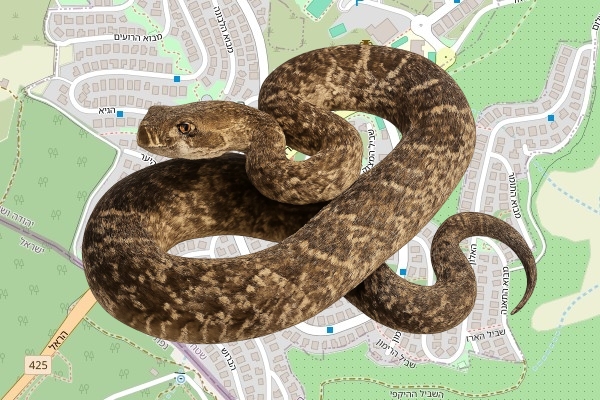 אליאל ונזלבום