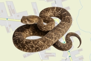 לוכד נחשים בהיתר בזיתן - מוטי חודרה