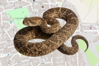 לוכדים מורשים בזכרון יעקב - ערן מרדכי ליבנה