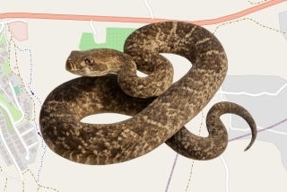 לוכד נחשים בהיתר בחגי - נחשון עמית