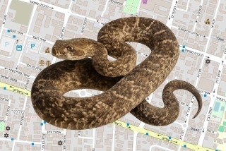 לוכד נחשים בהיתר בחדרה - שי אנגל