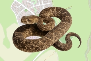לוכד נחשים בהיתר בקיבוץ חוקוק - תומר כץ