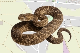 לוכדים מורשים בחיבת ציון - מתי חי