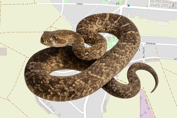 ליאור פלוטקין