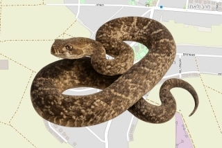 לוכד נחשים בהיתר בחיבת ציון - ליאור פלוטקין