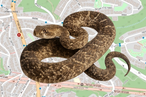 זהר להט