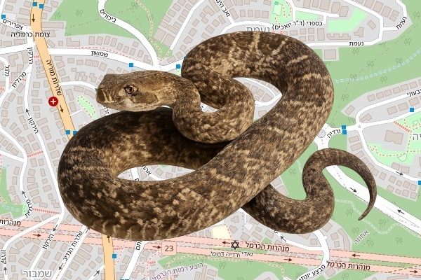 אייל אמסאלם