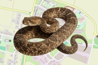 לוכד נחשים בהיתר בקיבוץ חפץ חיים - דרור פומברג