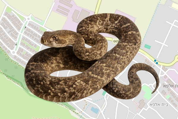 צוקית רביב