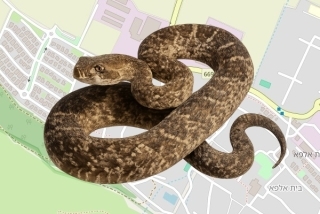 לוכדים מורשים בקיבוץ חפציבה - צוקית רביב