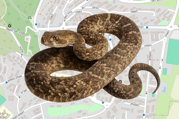 יותם גנדלר