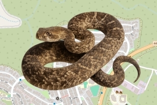 לוכד נחשים בהיתר בחשמונאים - יקיר חנן גולדשמידט