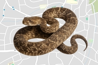 לוכד נחשים בהיתר בטייבה במשולש - מוחמד עבד אלקאדר