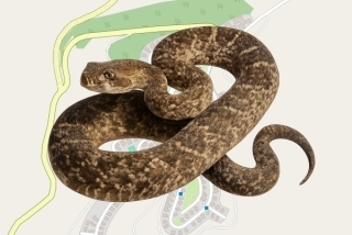 לוכד נחשים בהיתר בטנא - אריאל לביא