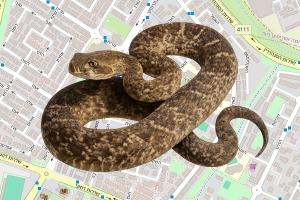 איתן בראש