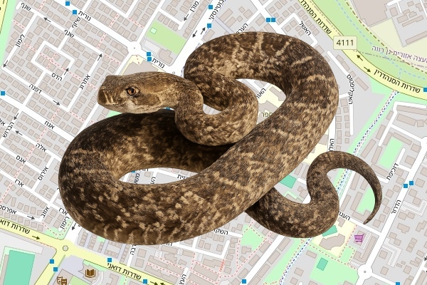 מיכאל מולדבסקי
