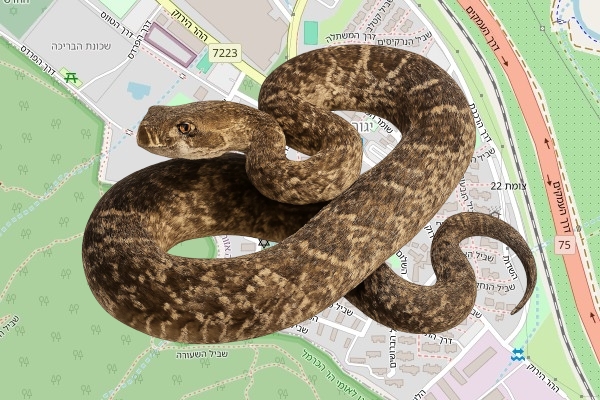 דותן רוזיאו