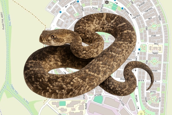 חגי דוידוביץ