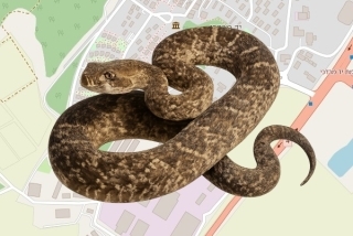 לוכד נחשים בהיתר בקיבוץ יד מרדכי - חגי ארדנינג