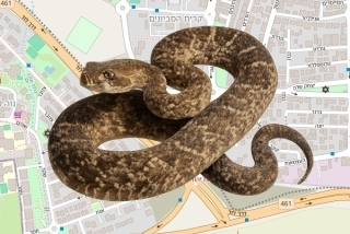 לוכד נחשים בהיתר ביהוד מונוסון - דביר סמואל