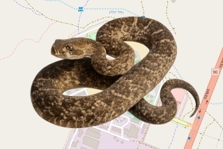 לוכד נחשים בהיתר בקיבוץ יהל - אליהו לוי